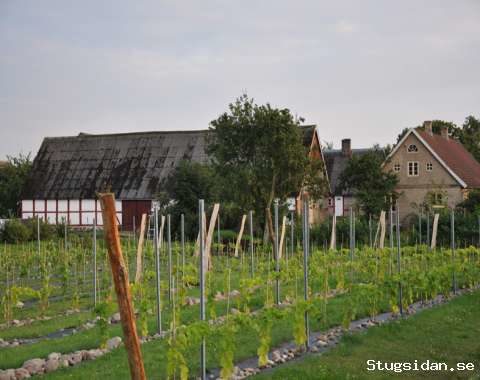 Aplagårdens B&B och vingård